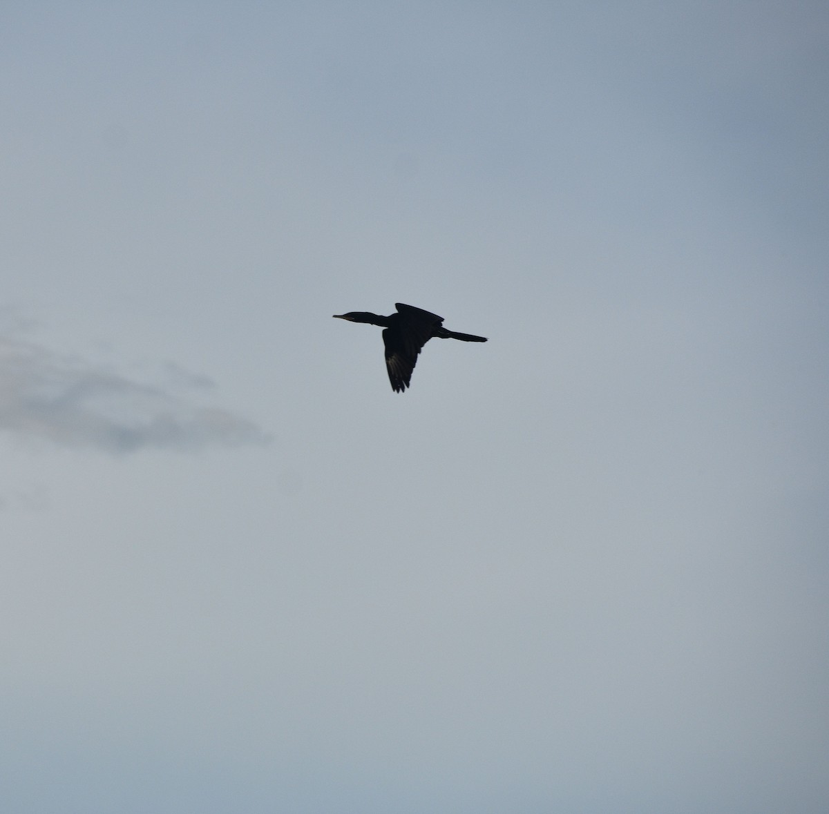 Neotropic Cormorant - ML643283291