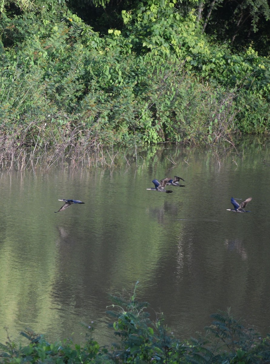 Neotropic Cormorant - ML643283304