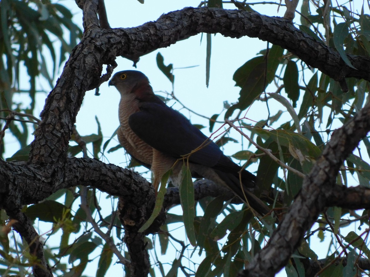 Collared Sparrowhawk - Holger Woyt