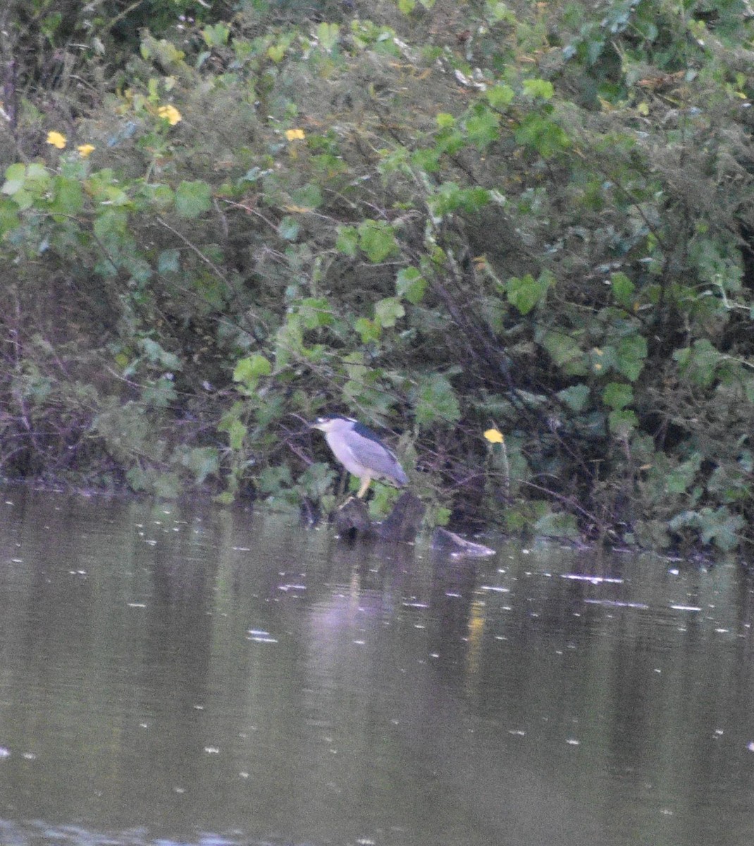 Black-crowned Night Heron - ML643283314