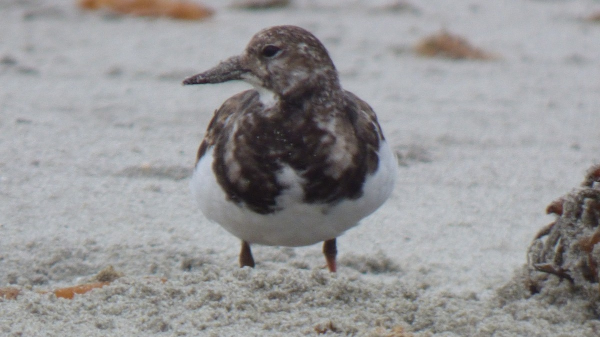 Ruddy Turnstone - ML643283320