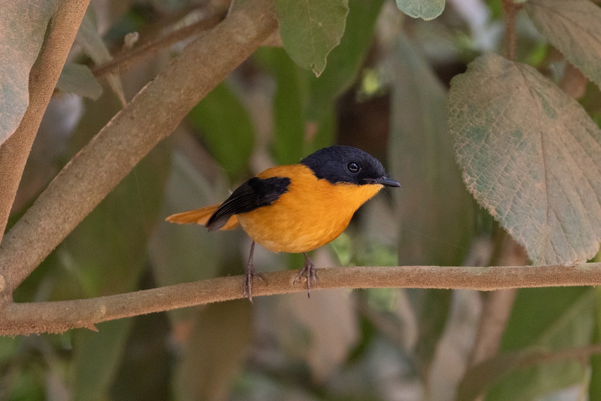 Black-and-orange Flycatcher - ML643283322