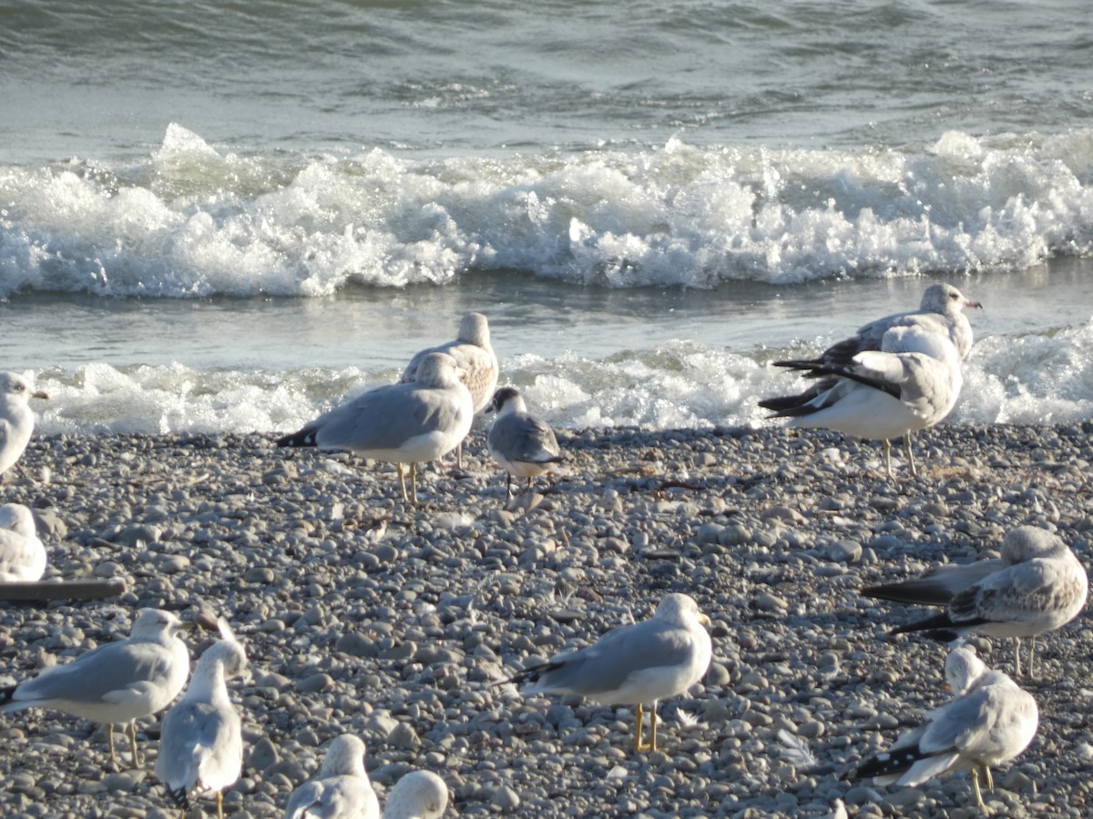 Franklin's Gull - ML643283345