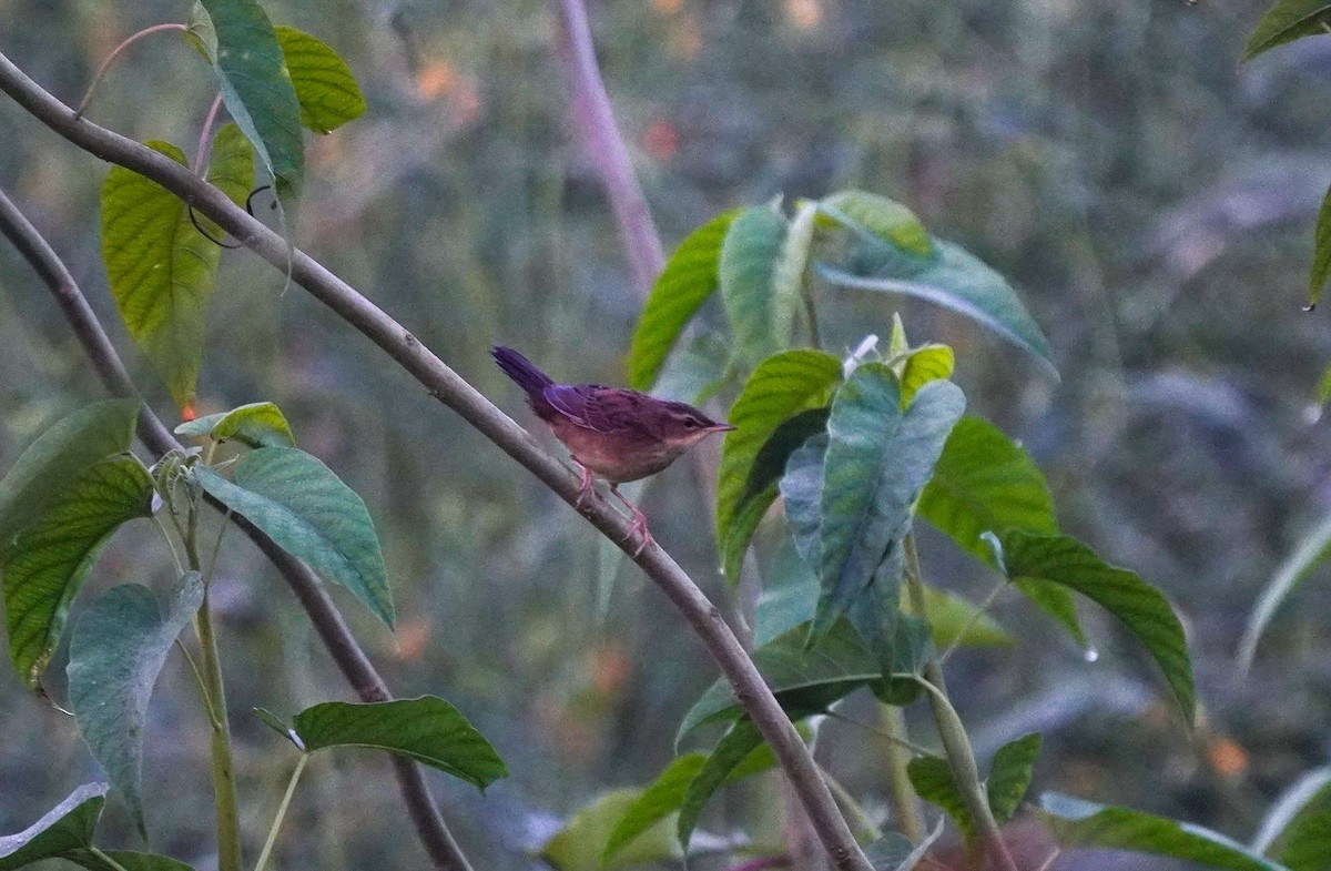 Pallas's Grasshopper Warbler - ML643283355