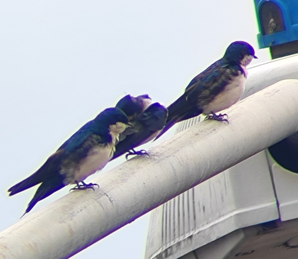 Blue-and-white Swallow - ML643283363