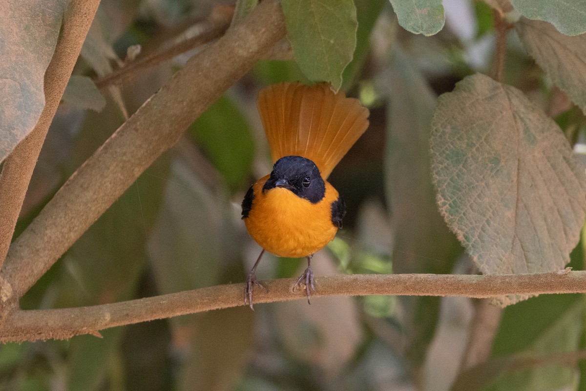 Black-and-orange Flycatcher - ML643283385