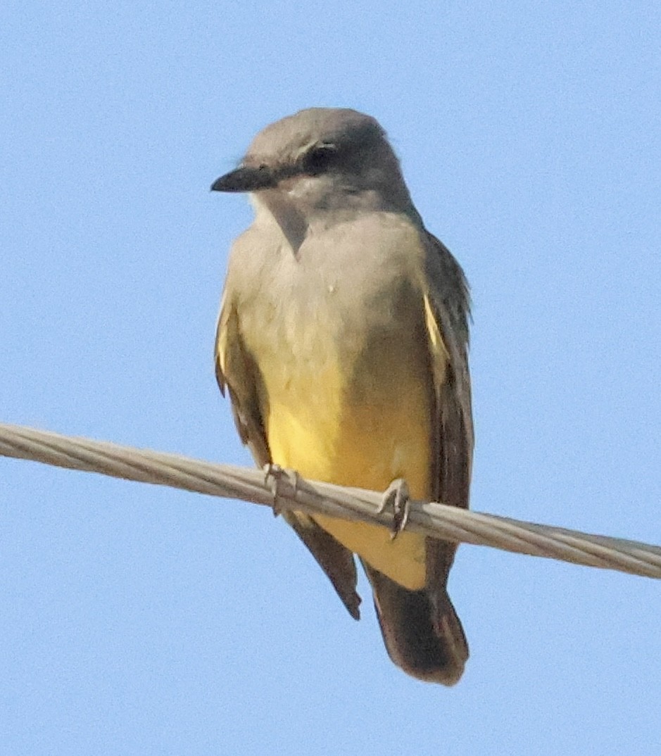 Western Kingbird - ML643283392