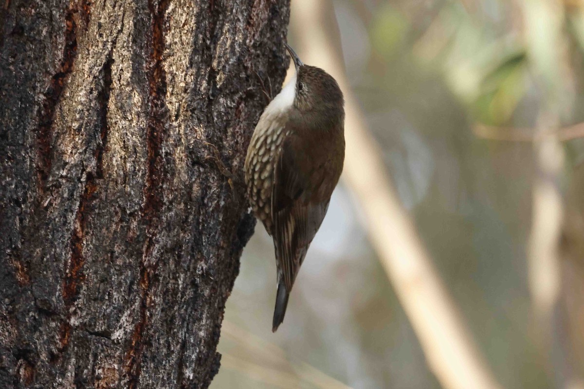 White-throated Treecreeper - ML643283429