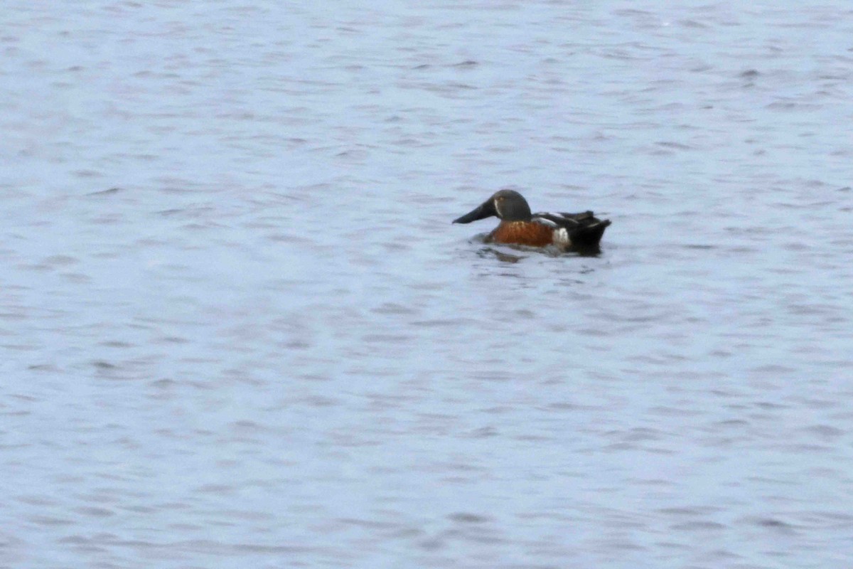 Australasian Shoveler - ML643283478