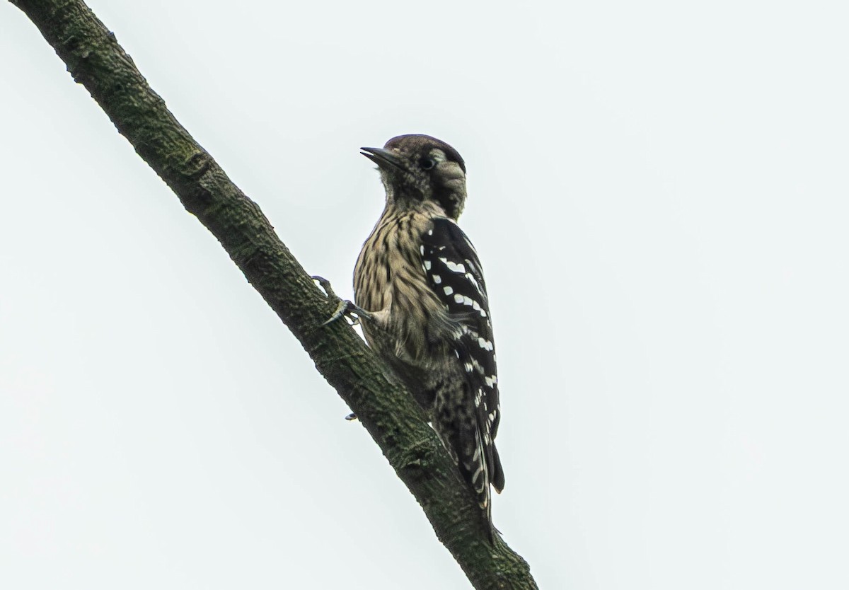 Gray-capped Pygmy Woodpecker - ML643283480