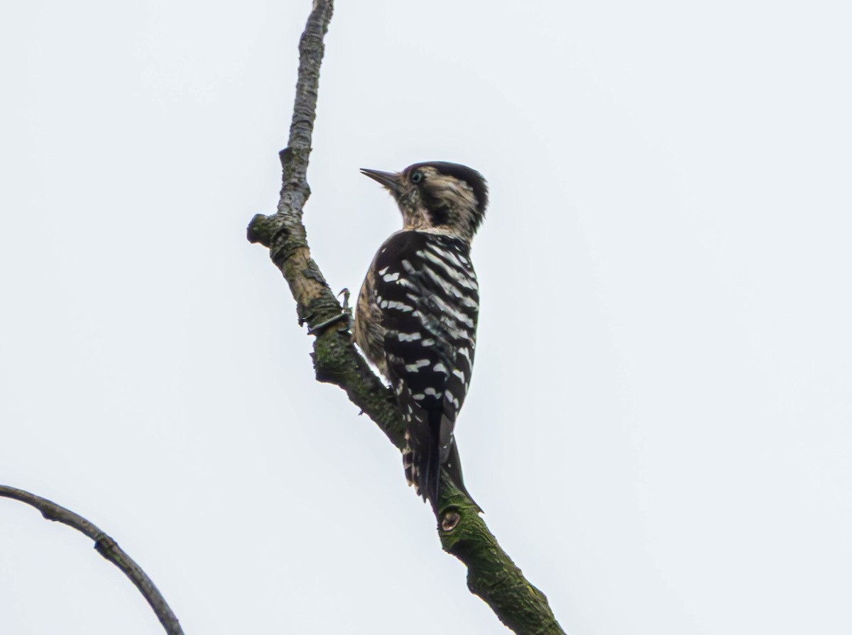 Gray-capped Pygmy Woodpecker - ML643283481