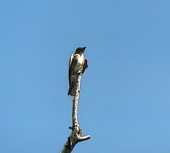 Olive-sided Flycatcher - ML643283492