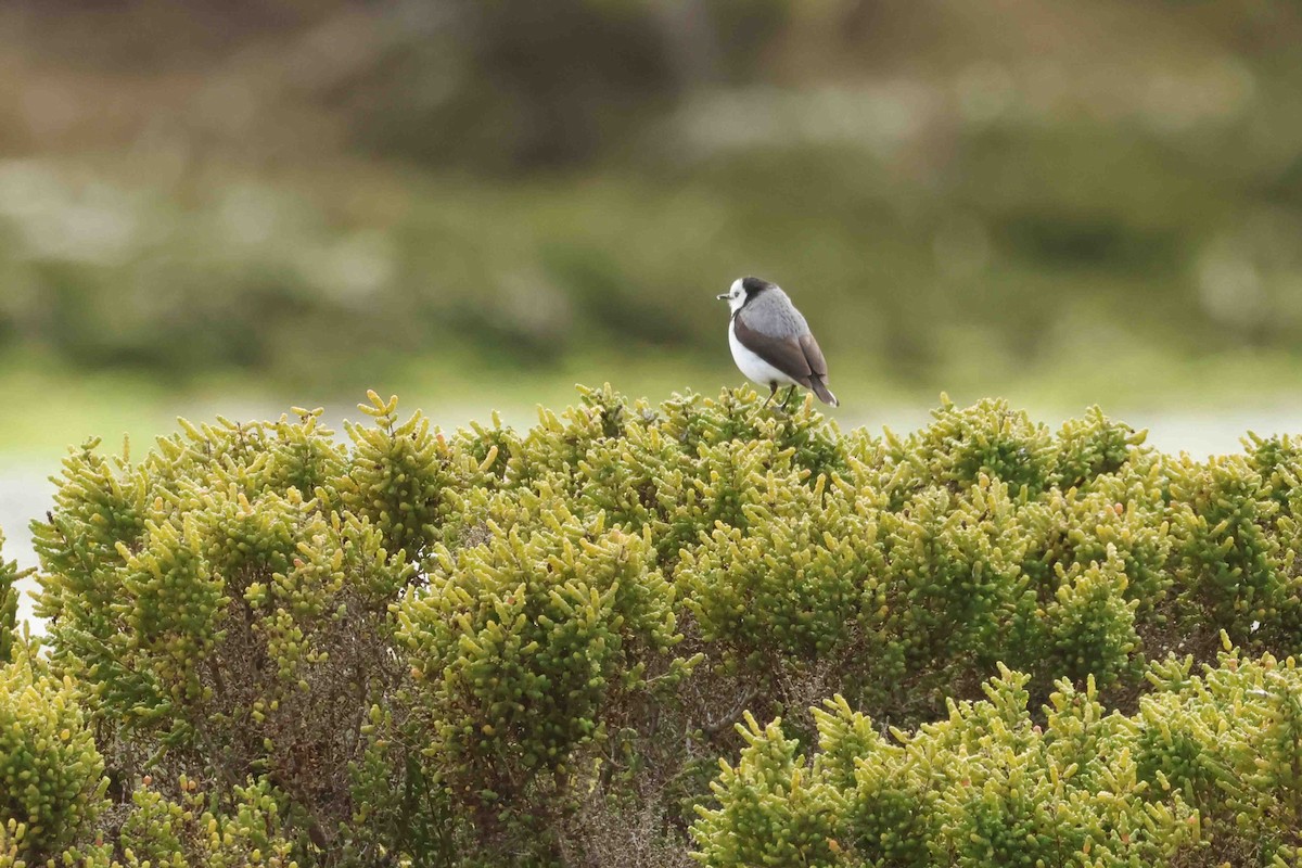 White-fronted Chat - ML643283515