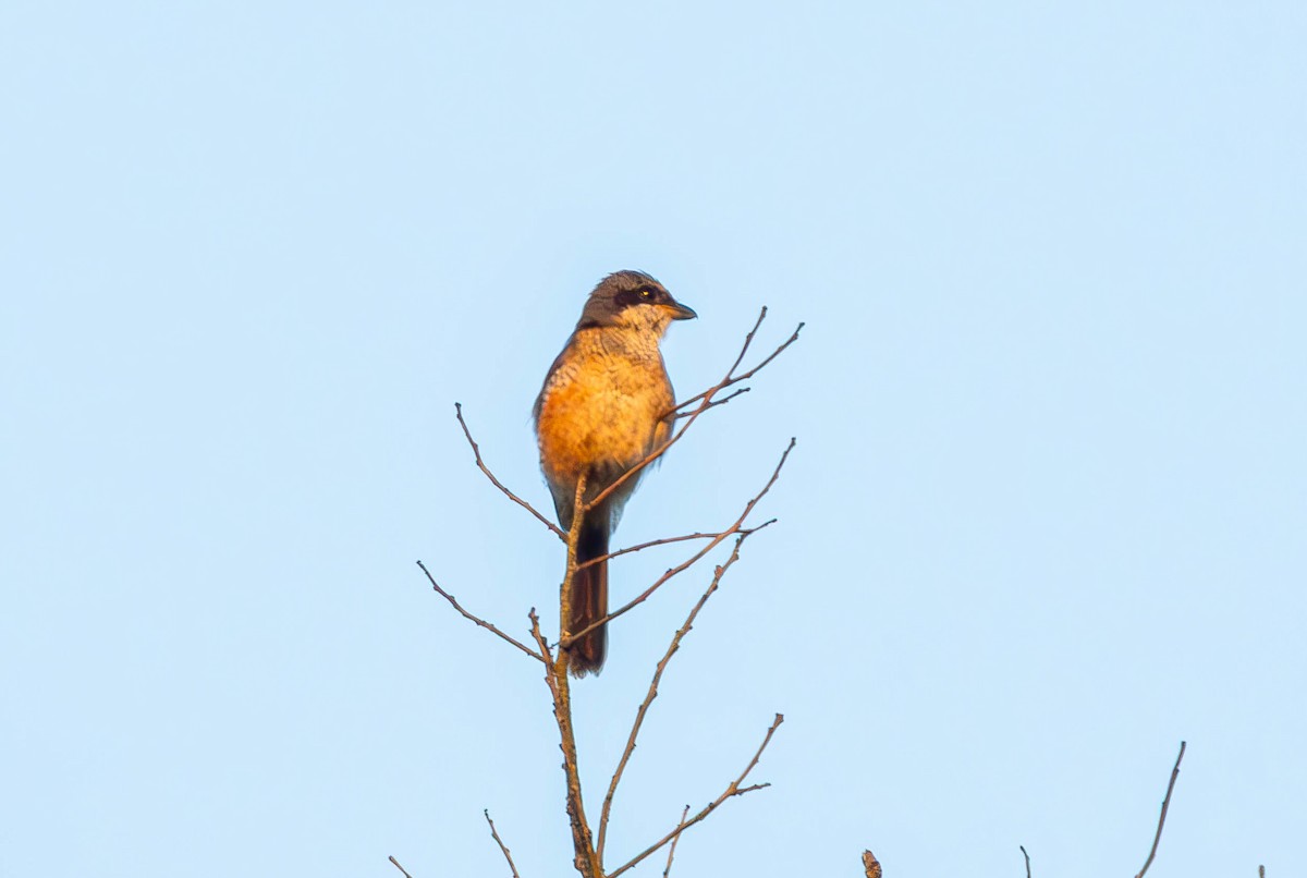 Gray-backed Shrike - ML643283553