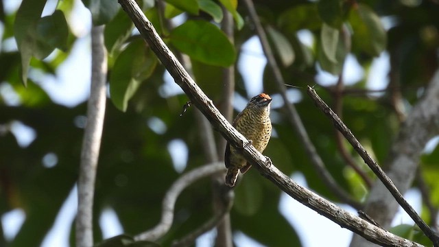 Golden-spangled Piculet (Buffon's) - ML643283580