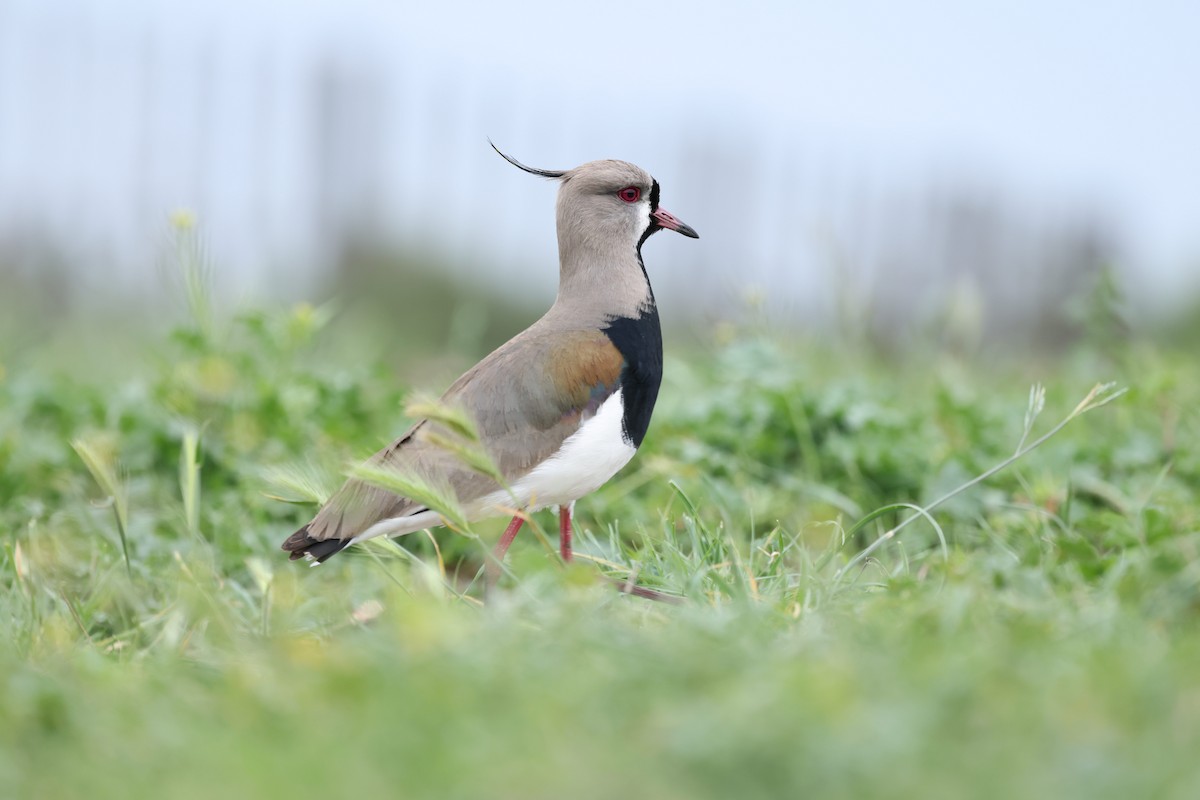 eBird Checklist - 11 Oct 2025 - Establecimiento El Riacho - 33 species