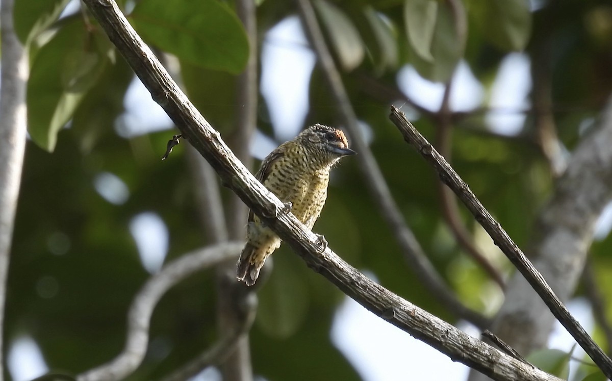 Golden-spangled Piculet (Buffon's) - ML643283644