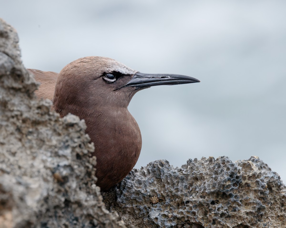 Brown Noddy - ML643283652