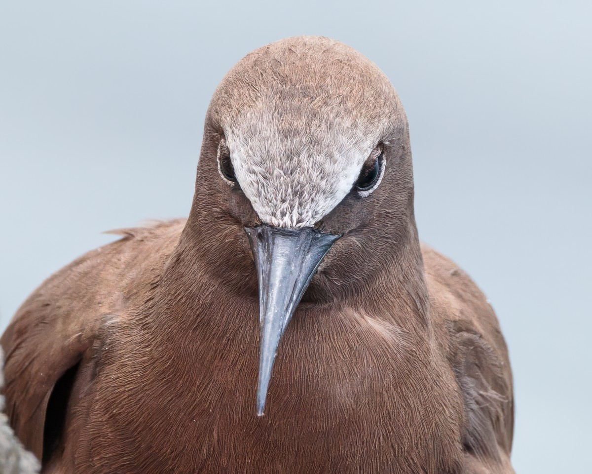 Brown Noddy - ML643283653