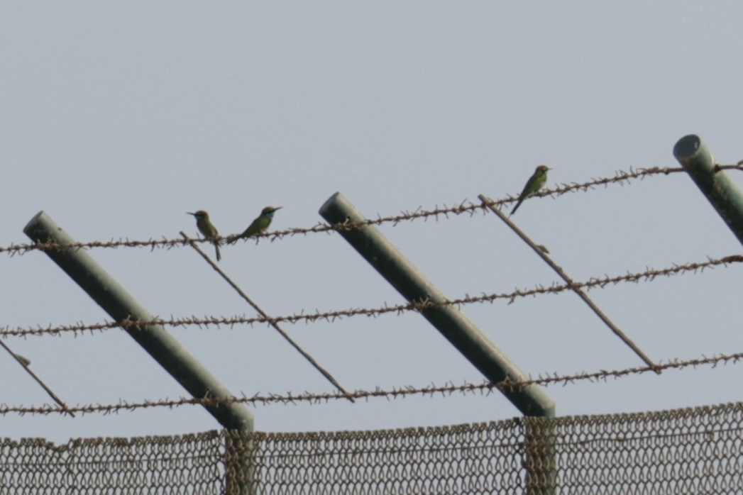 Arabian Green Bee-eater - ML643283654