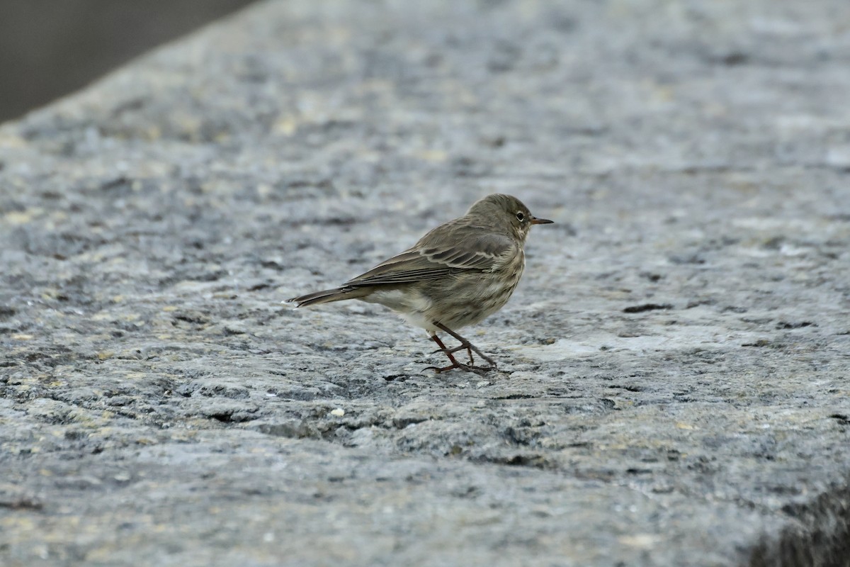 Rock Pipit - ML643283698