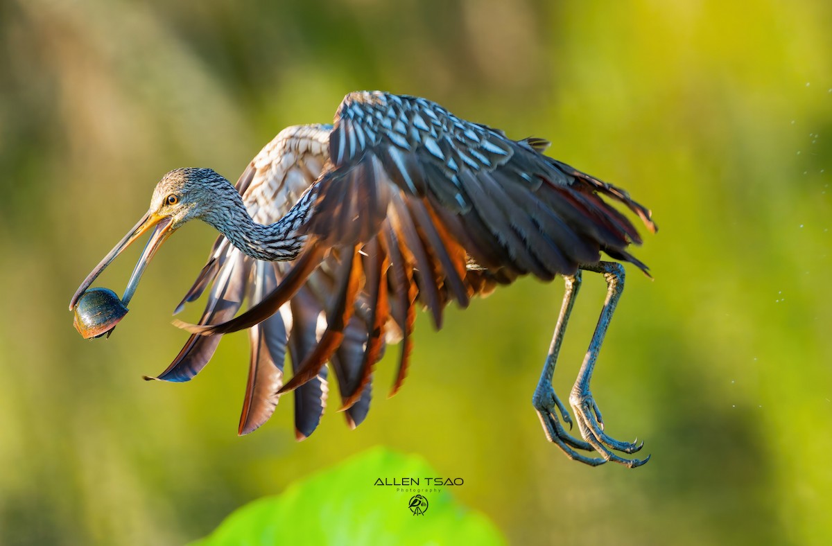 Limpkin - ML643283709