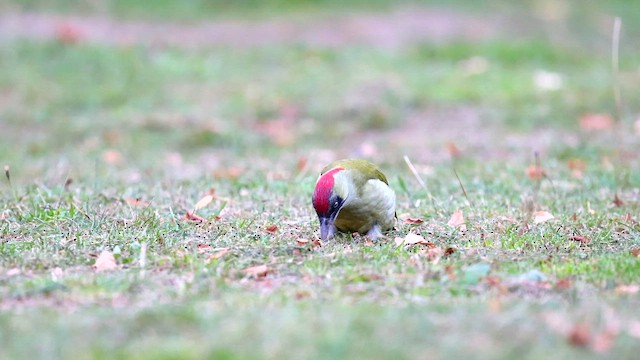 Eurasian Green Woodpecker - ML643283733