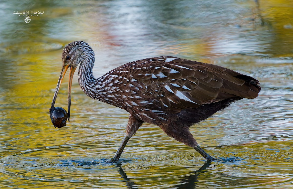 Limpkin - ML643283740