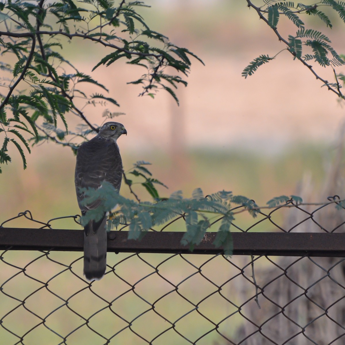 Shikra - ML643283760