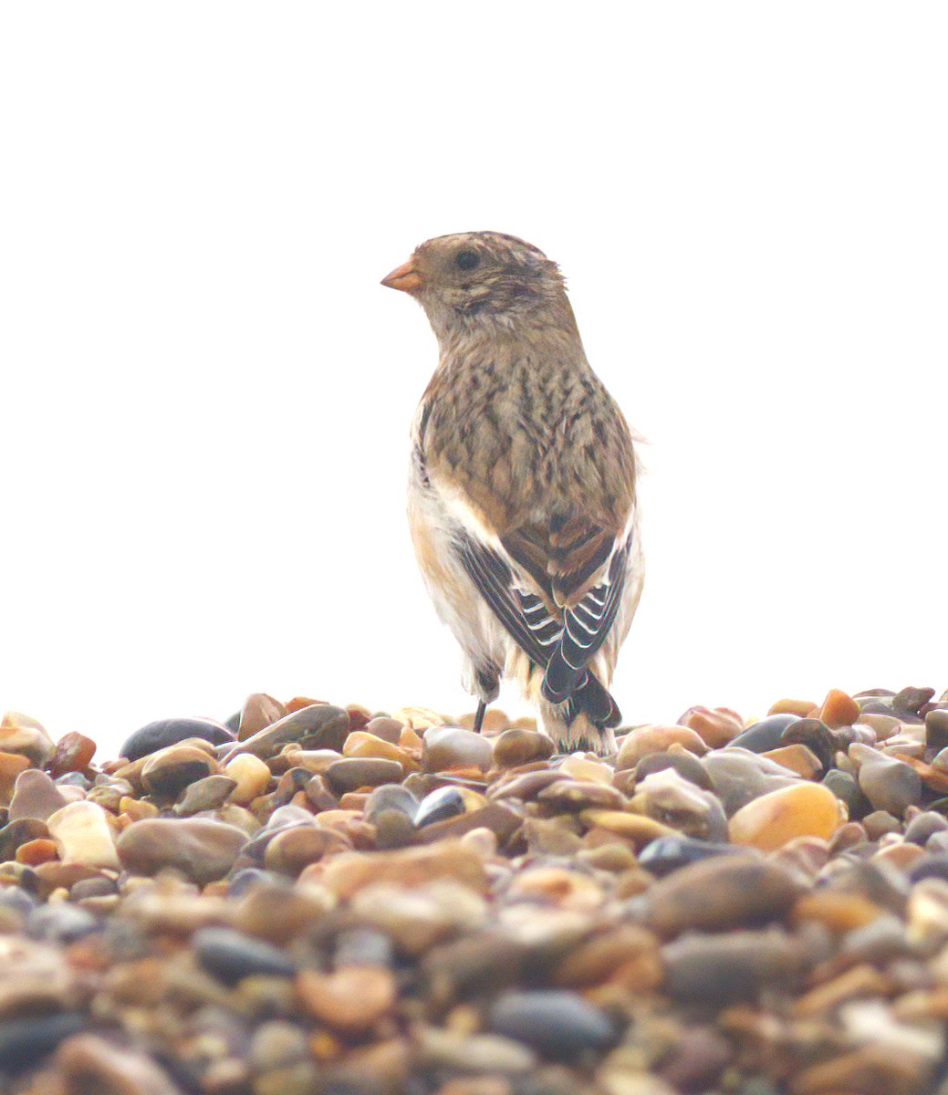 Snow Bunting - ML643283769