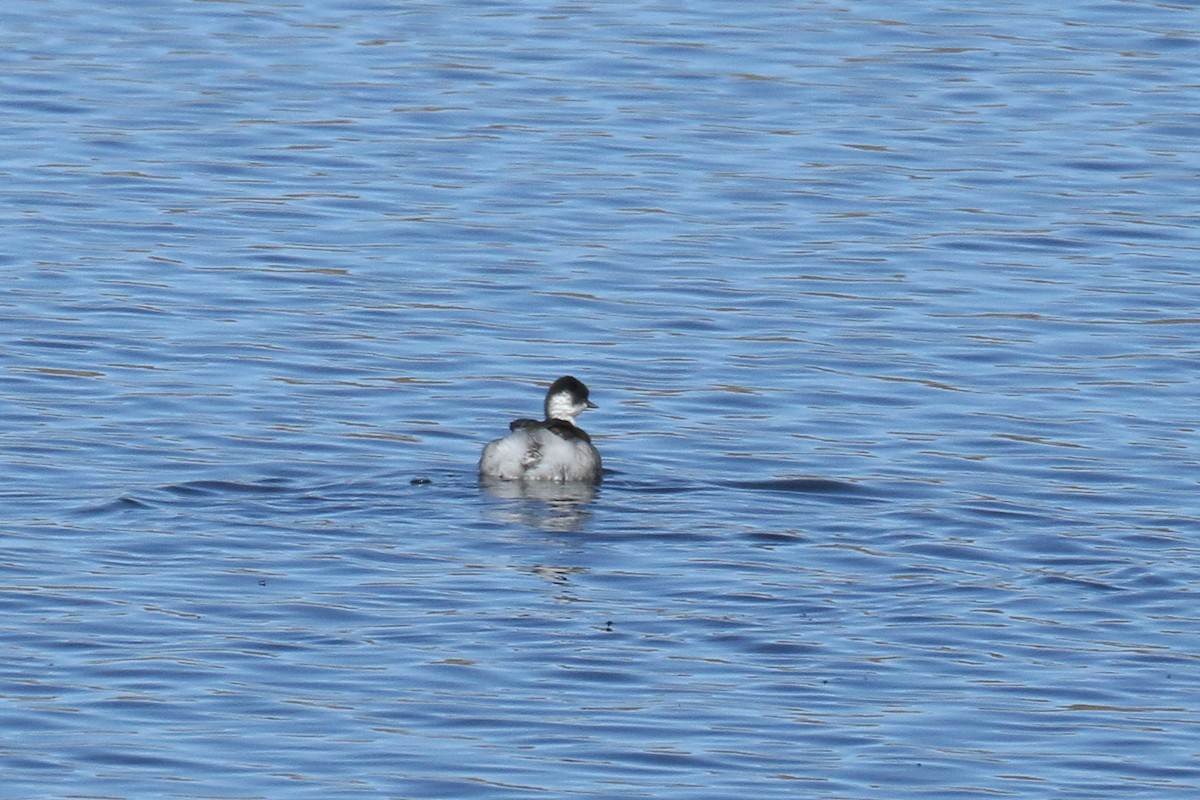 Silvery Grebe - ML643283800