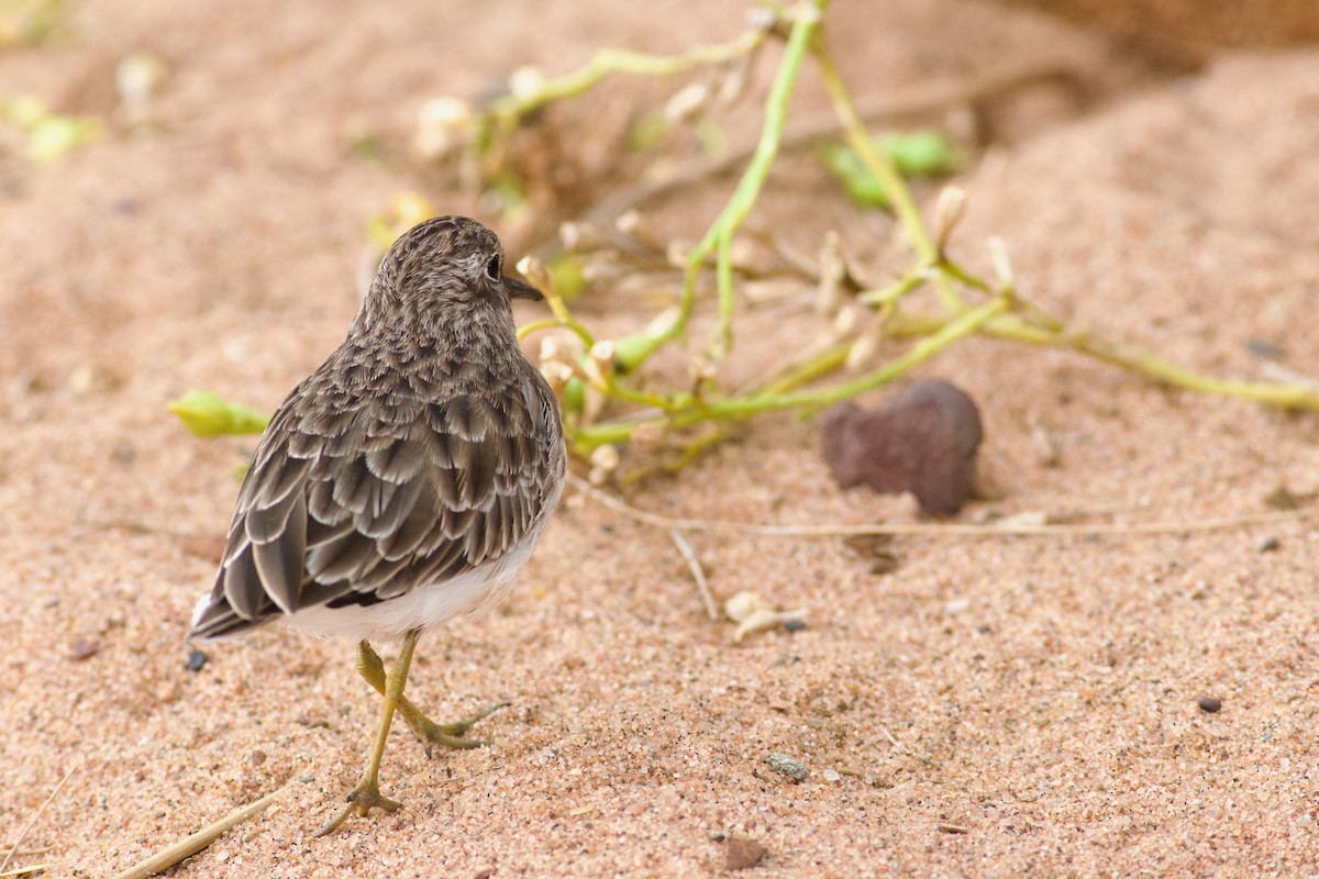 Least Sandpiper - ML643283812