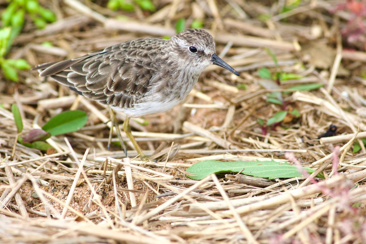 Least Sandpiper - ML643283813