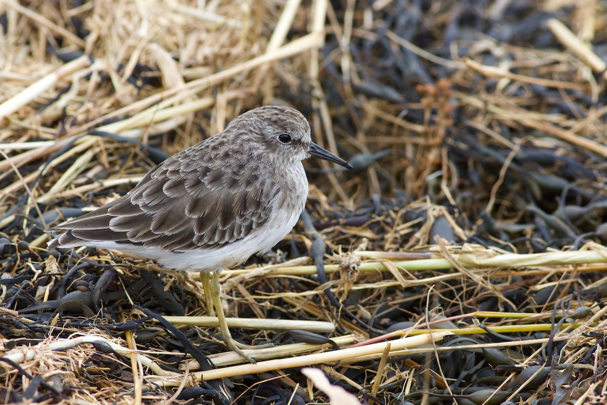 Least Sandpiper - ML643283814