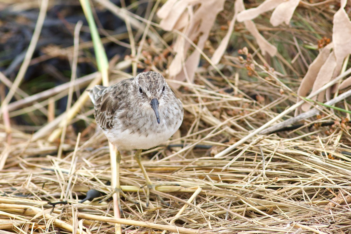 Least Sandpiper - ML643283815