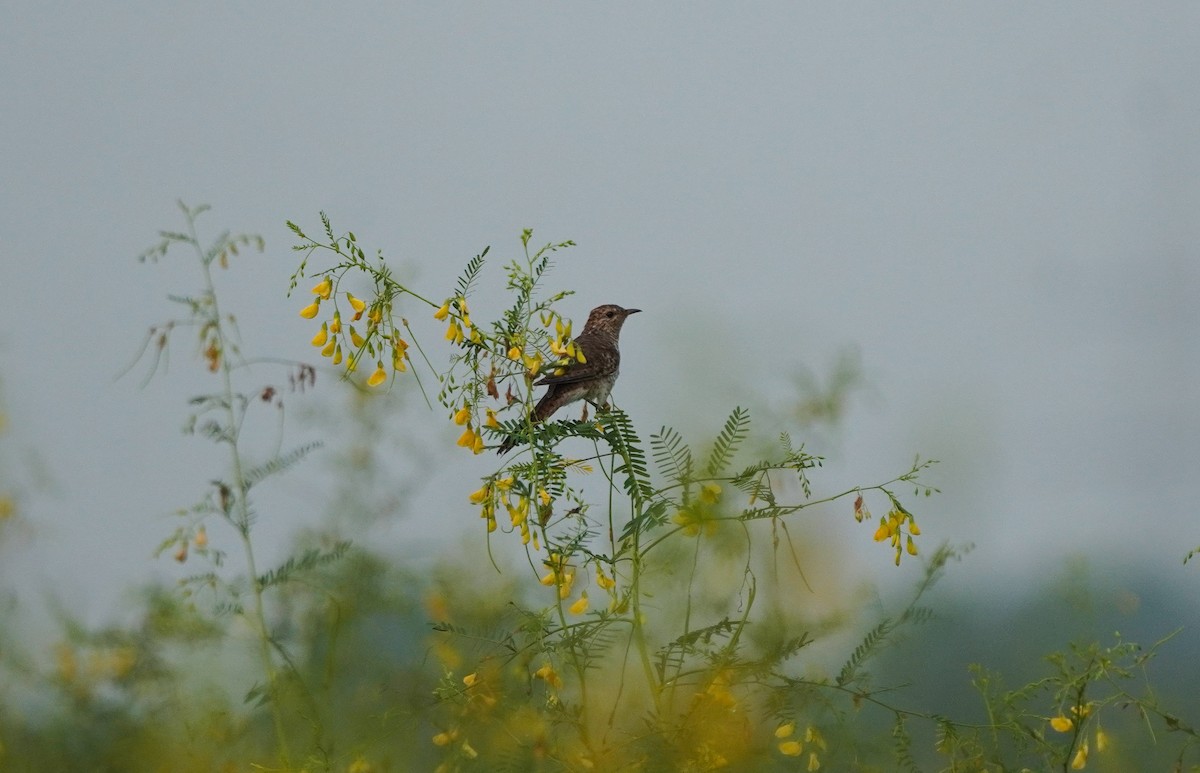 Plaintive Cuckoo - ML643283816