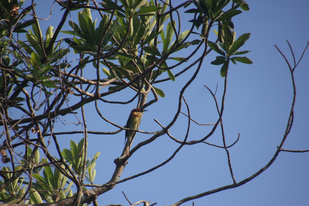 Chestnut-headed Bee-eater - ML643283827