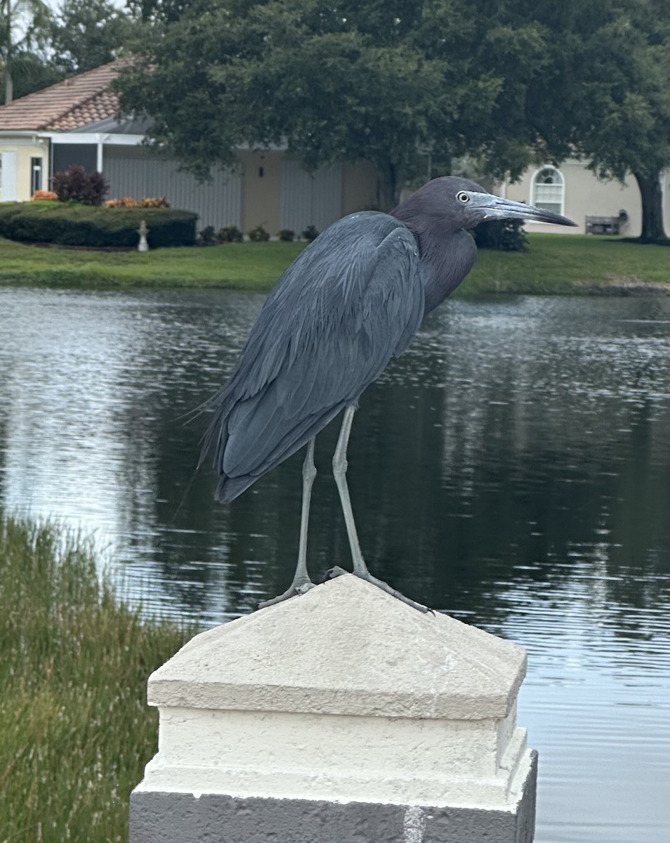 Little Blue Heron - ML643283838