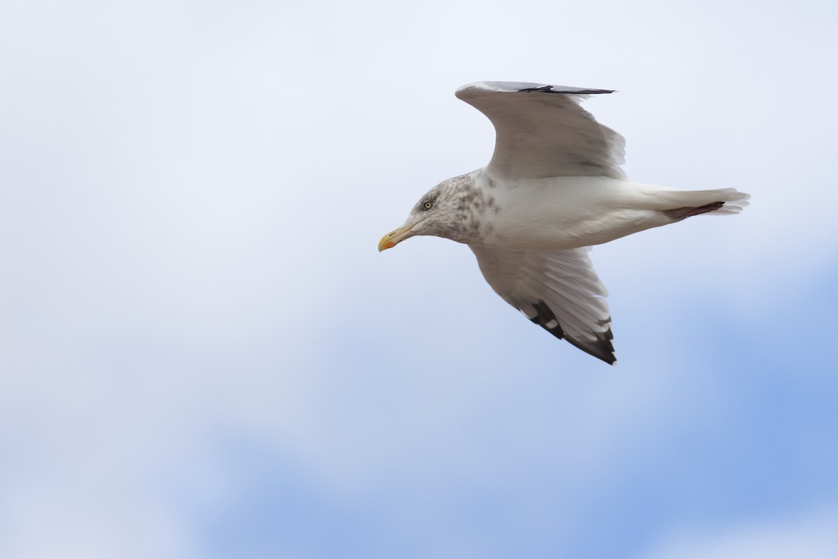 American Herring Gull - ML643283840