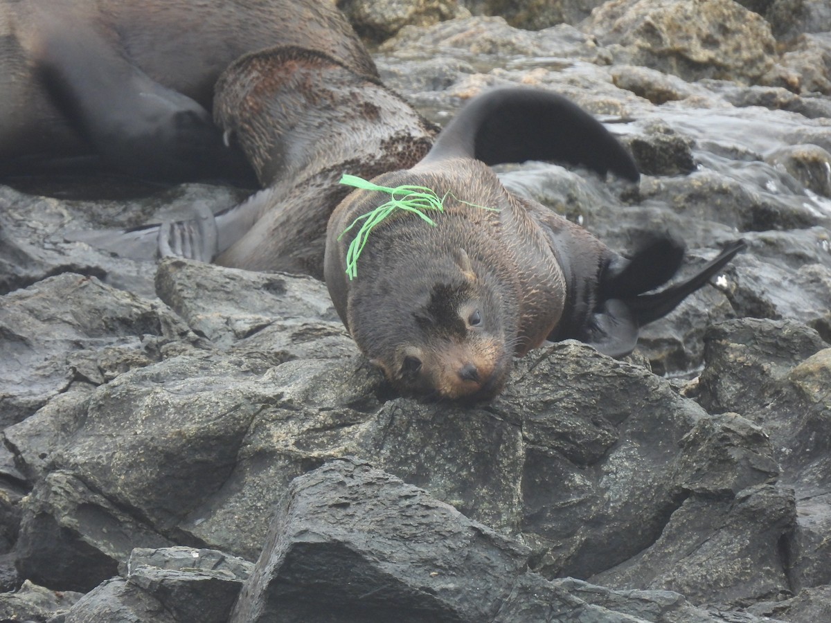 South American Fur Seal - ML643283841
