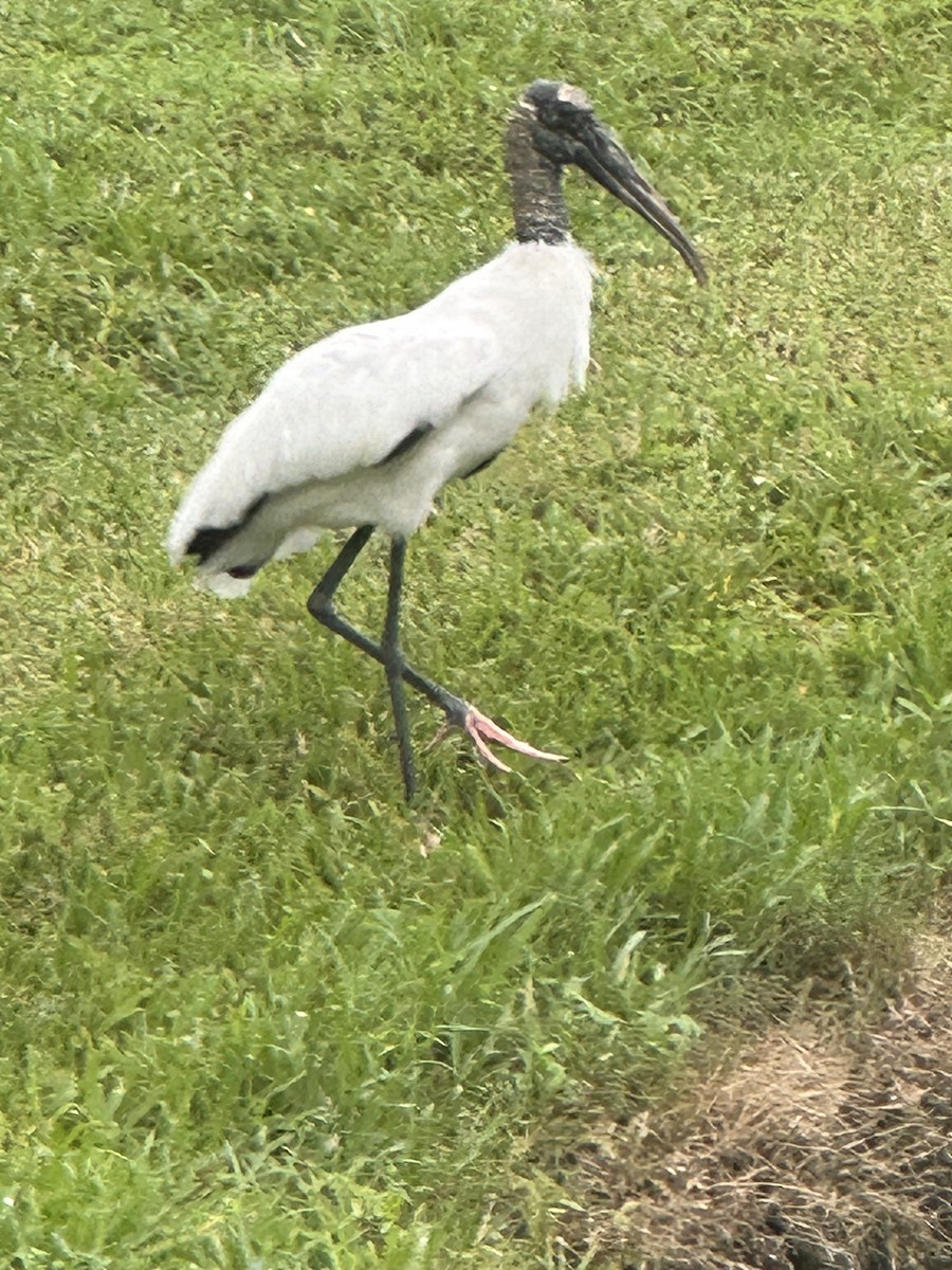 Wood Stork - ML643283845