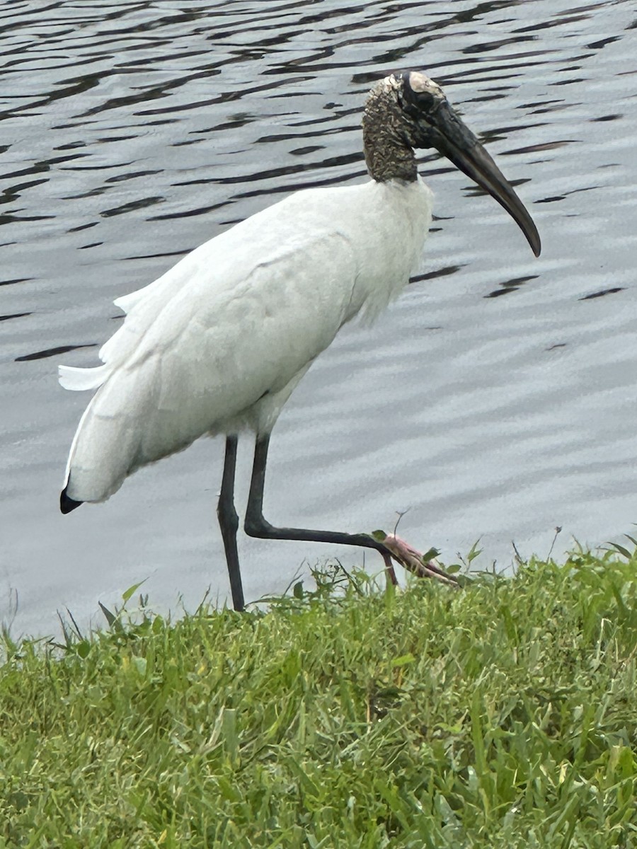 Wood Stork - ML643283846