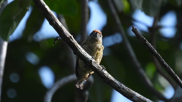 Golden-spangled Piculet (Buffon's) - ML643283873