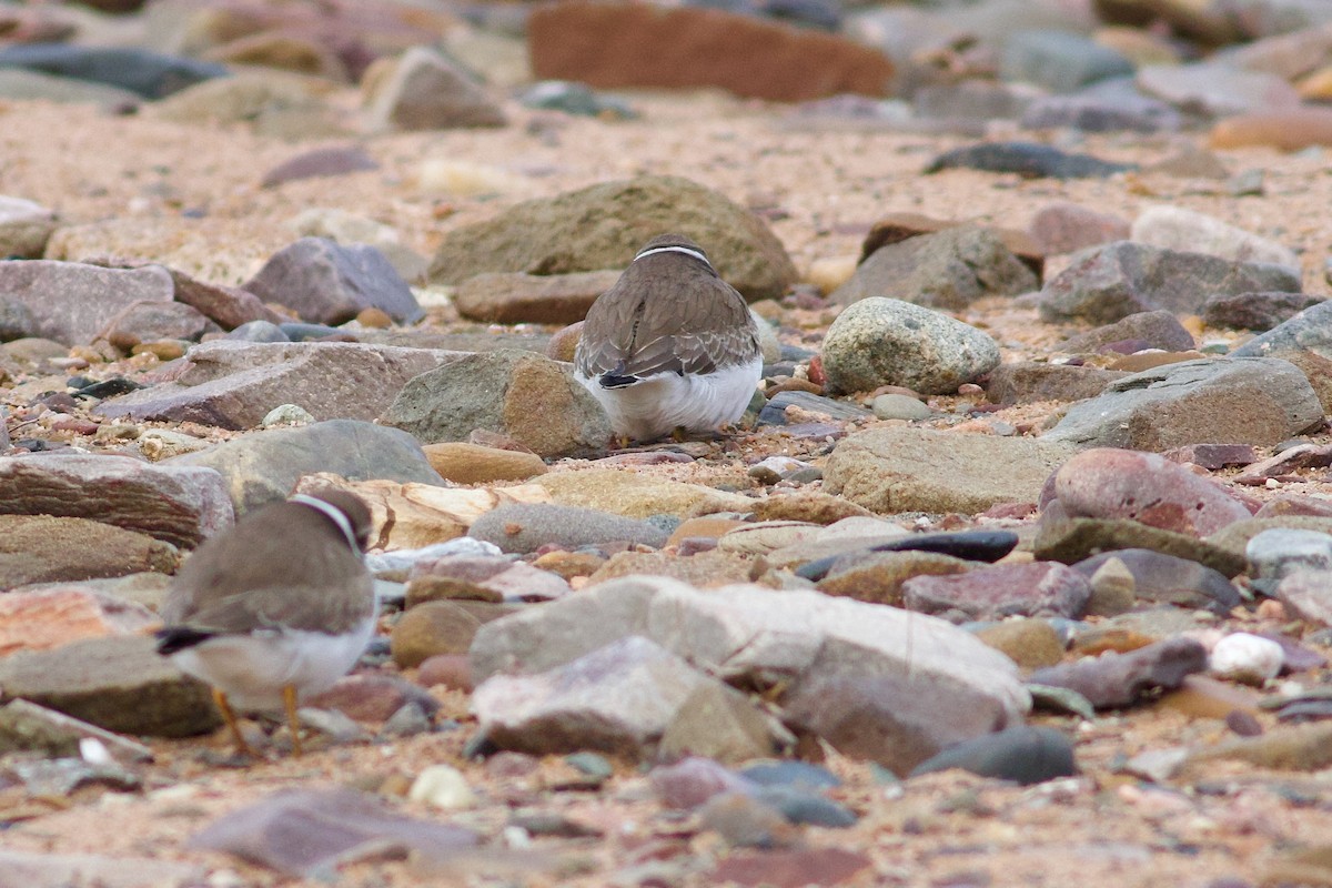 Semipalmated Plover - ML643283874