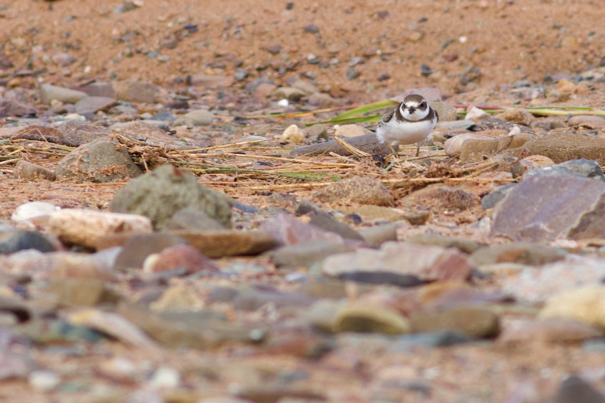 Semipalmated Plover - ML643283876