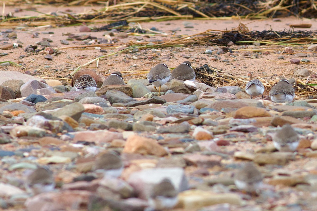 Semipalmated Plover - ML643283886