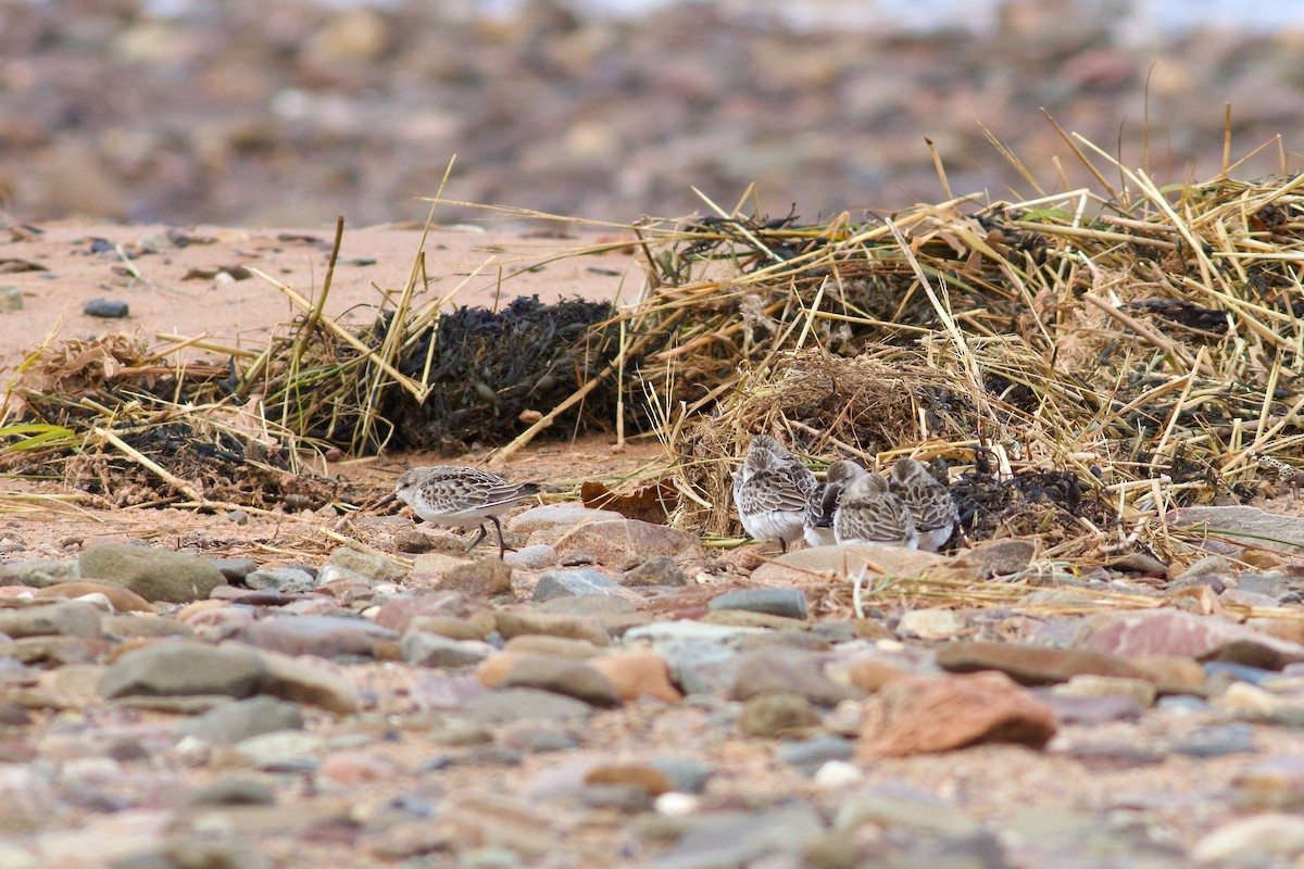 Semipalmated Sandpiper - ML643283917