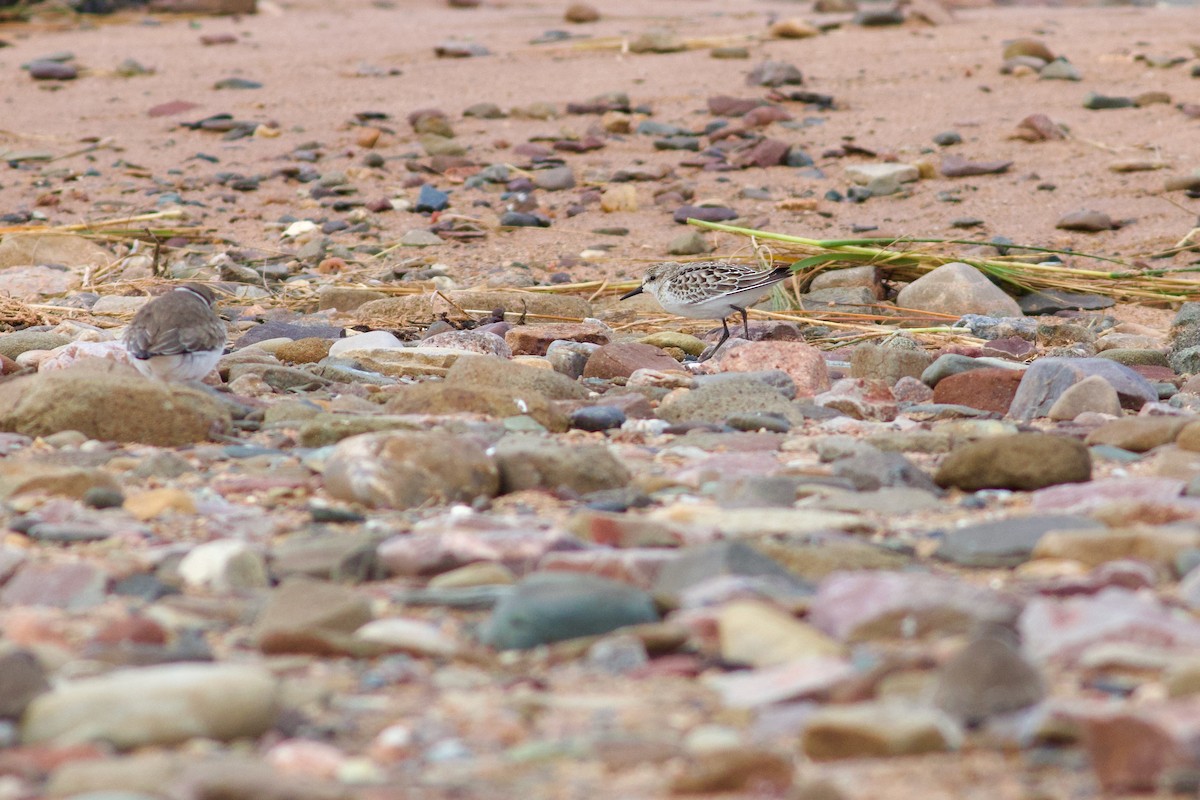Semipalmated Sandpiper - ML643283918