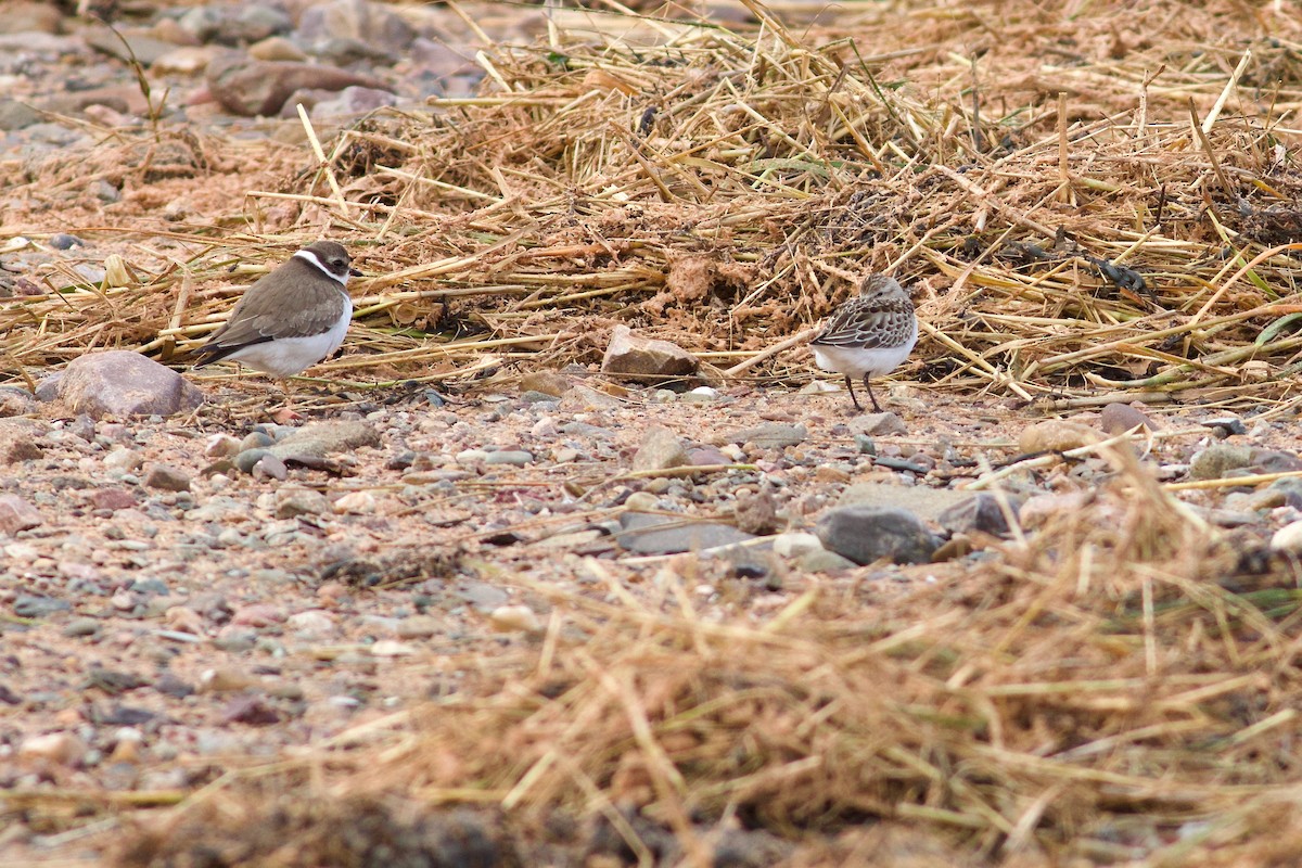 Semipalmated Sandpiper - ML643283921
