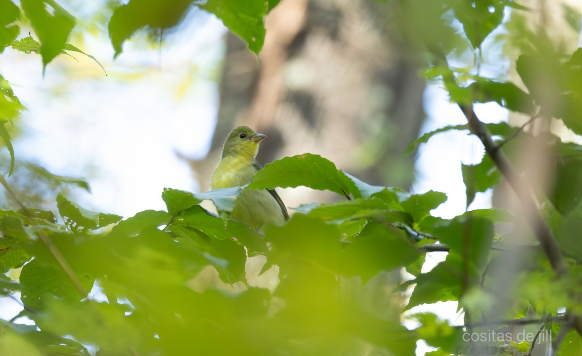 アカフウキンチョウ - ML643283928